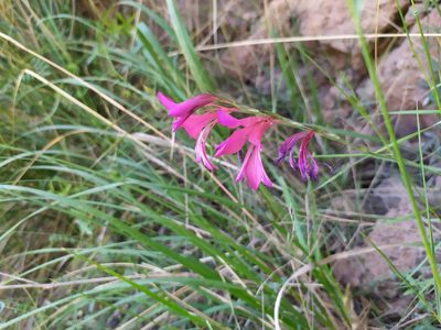 Gladiolus italicus, photographed by carnifex