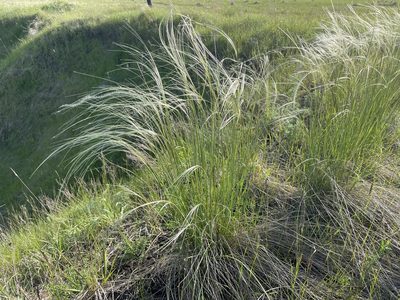 Stipa pennata, photographed by Силаева Татьяна Борисовна