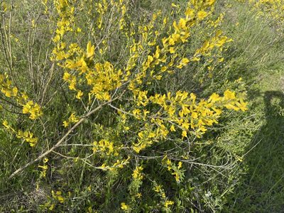 Chamaecytisus ruthenicus, photographed by Силаева Татьяна Борисовна