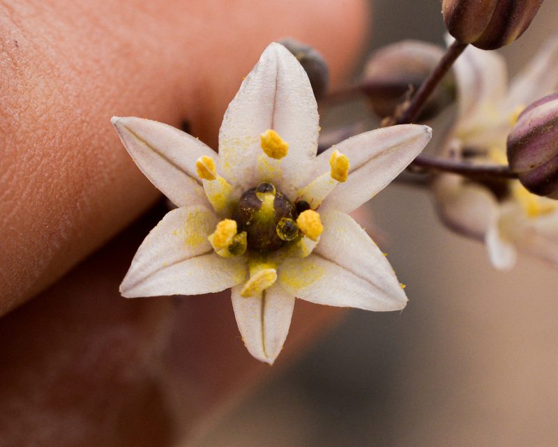 Oziroe biflora, photographed by Nicolás Villaseca Merino