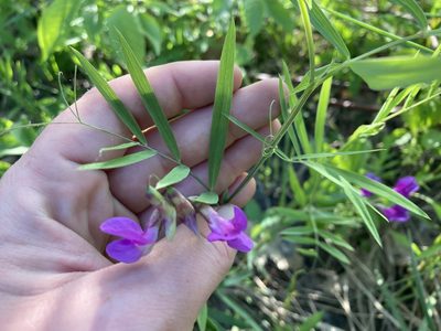 Lathyrus palustris, photographed by Rae Bosley