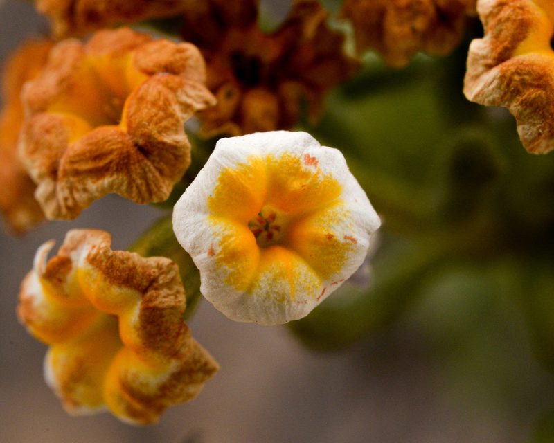 Heliotropium floridum, photographed by Nicolás Villaseca Merino
