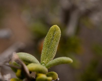 Heliotropium floridum, photographed by Nicolás Villaseca Merino
