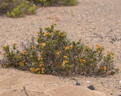 Heliotropium floridum, photographed by Nicolás Villaseca Merino