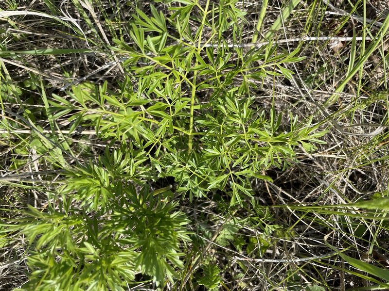 Peucedanum alsaticum, photographed by Силаева Татьяна Борисовна