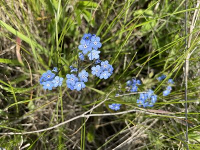 Myosotis alpestris, photographed by Силаева Татьяна Борисовна