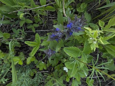 Ajuga genevensis, photographed by Силаева Татьяна Борисовна