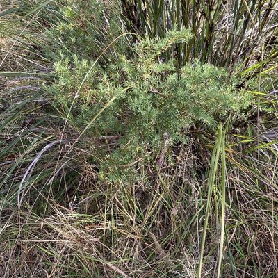 Hibbertia sulcinervis, photographed by prossington