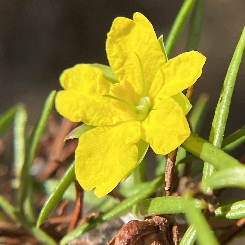 Hibbertia sulcinervis, photographed by prossington