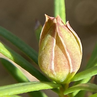 Hibbertia sulcinervis, photographed by prossington