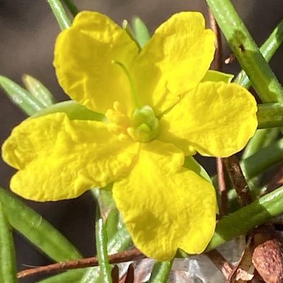 Hibbertia sulcinervis, photographed by prossington