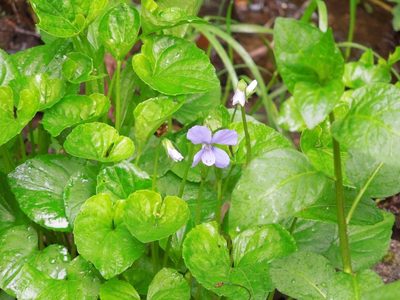 Viola cucullata, photographed by Michael