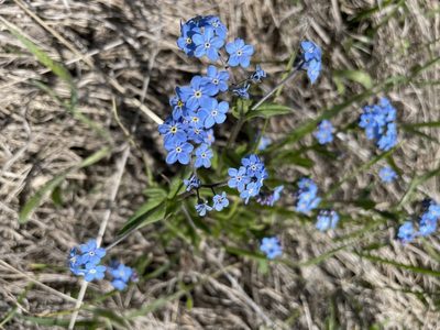 Myosotis alpestris, photographed by Силаева Татьяна Борисовна