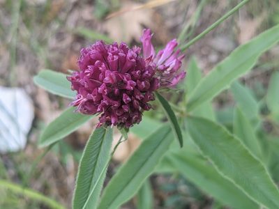 Trifolium alpestre, photographed by Zoltán Stekkelpak