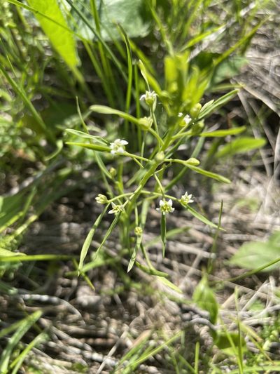Thesium ebracteatum, photographed by Силаева Татьяна Борисовна