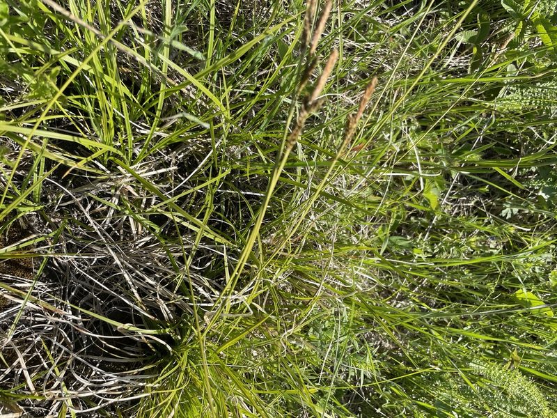 Carex caryophyllea, photographed by Силаева Татьяна Борисовна