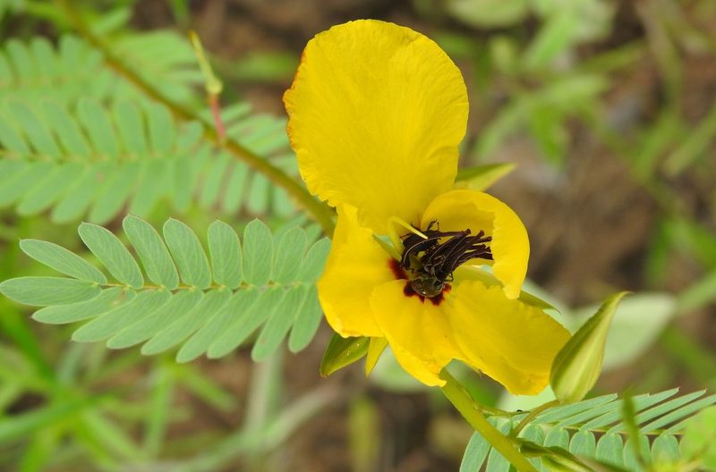 Chamaecrista fasciculata, photographed by saltyhiker