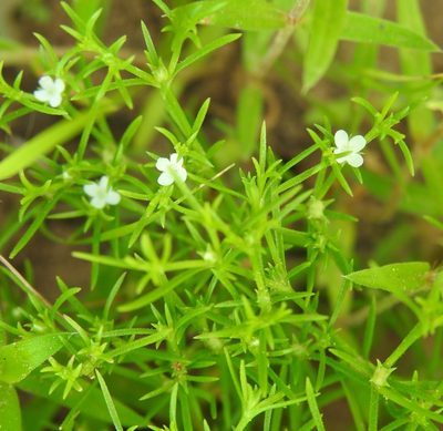 Polypremum procumbens, photographed by saltyhiker