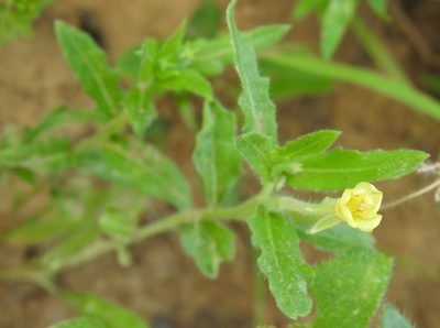 Oenothera laciniata