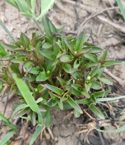 Swertia dichotoma, photographed by Юлия