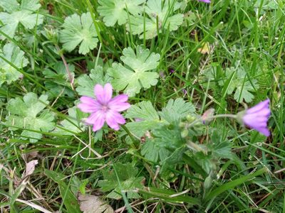 Geranium pyrenaicum, photographed by Dmitry Semigradsky