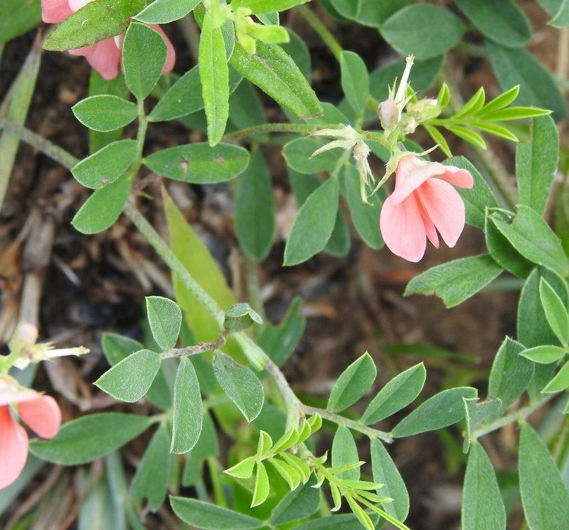 Indigofera miniata, photographed by saltyhiker