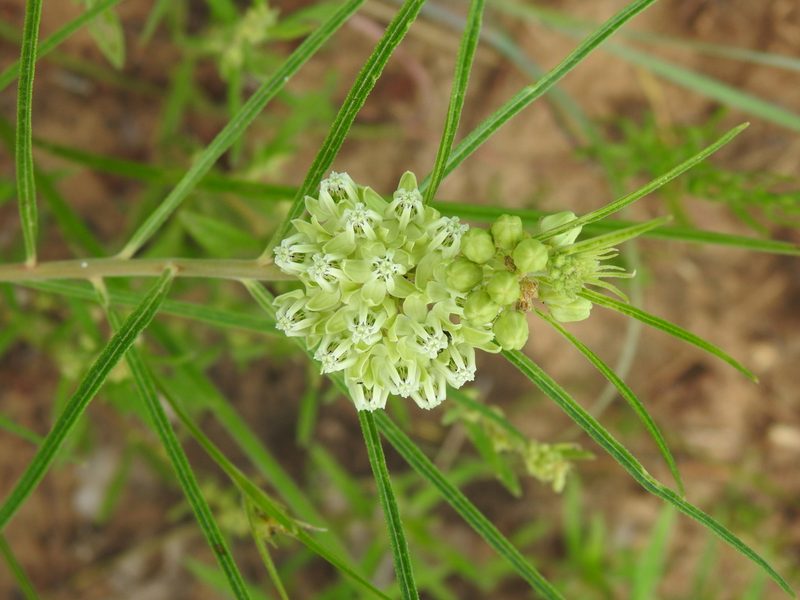 Asclepias stenophylla, photographed by saltyhiker