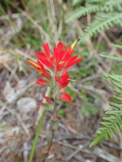 Castilleja litoralis, photographed by Lindsey K. Wise