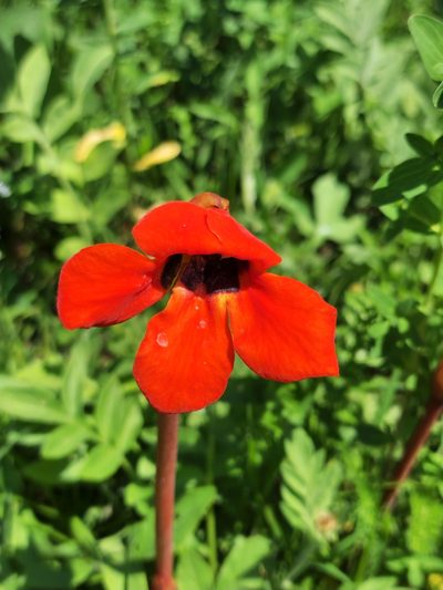 Phelypaea coccinea, photographed by Дауд Арсанукаев