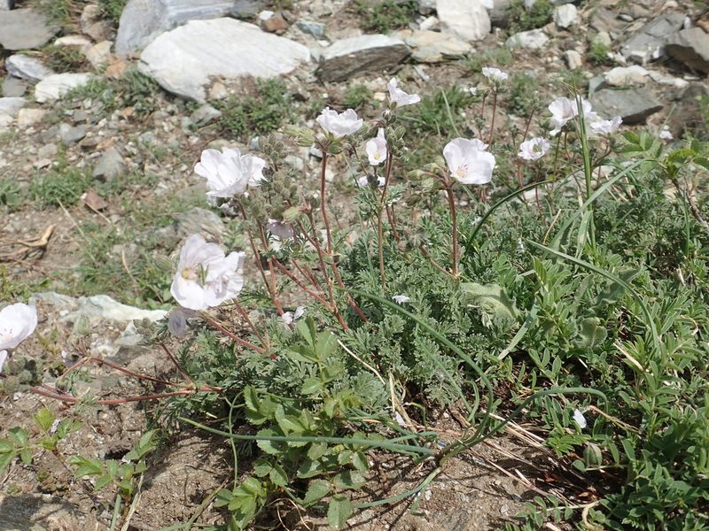 Erodium sibthorpianum, photographed by John Kenrick Gibson