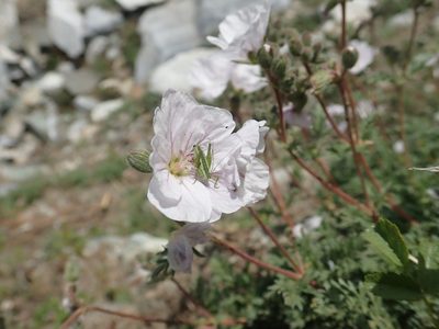 Erodium sibthorpianum, photographed by John Kenrick Gibson