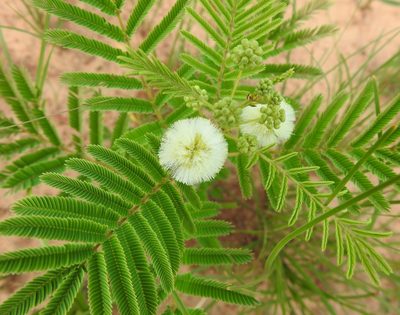 Acaciella angustissima