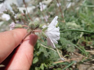 Erodium sibthorpianum, photographed by John Kenrick Gibson