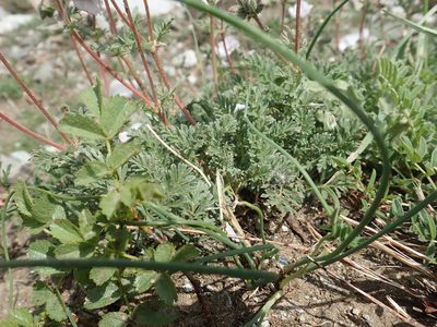 Erodium sibthorpianum, photographed by John Kenrick Gibson