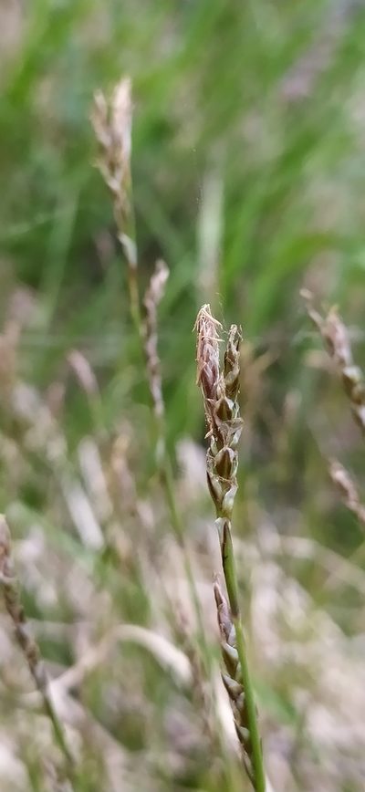 Carex rhizina, photographed by Алексей Ябс
