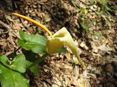 Arum creticum, photographed by Yves Bas