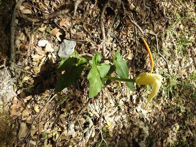 Arum creticum, photographed by Yves Bas