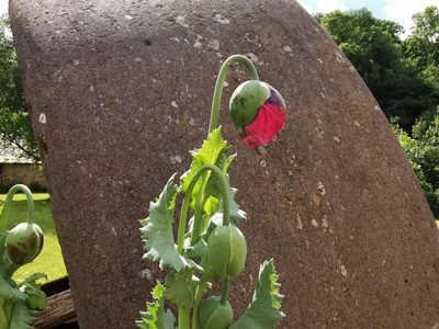 Papaver somniferum, photographed by Rachel Webster