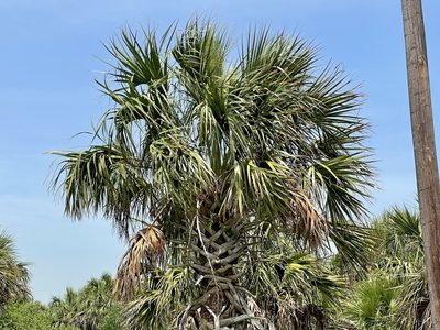Sabal palmetto, photographed by CK2AZ