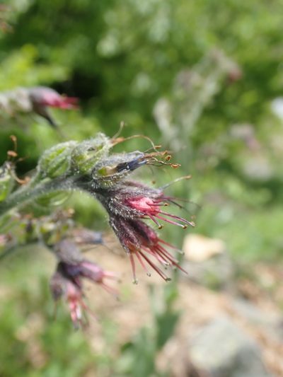 Solenanthus stamineus, photographed by John Kenrick Gibson