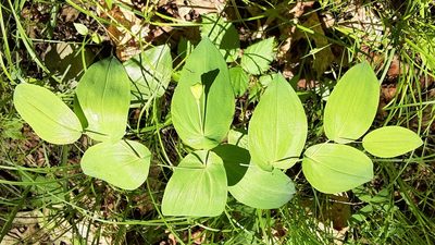 Uvularia perfoliata, photographed by Larry Jensen