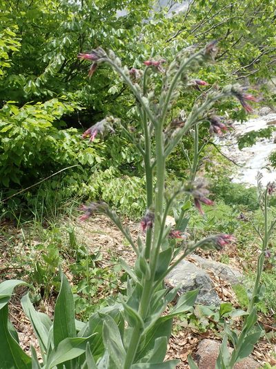 Solenanthus stamineus, photographed by John Kenrick Gibson