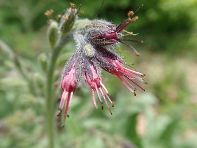 Solenanthus stamineus, photographed by John Kenrick Gibson