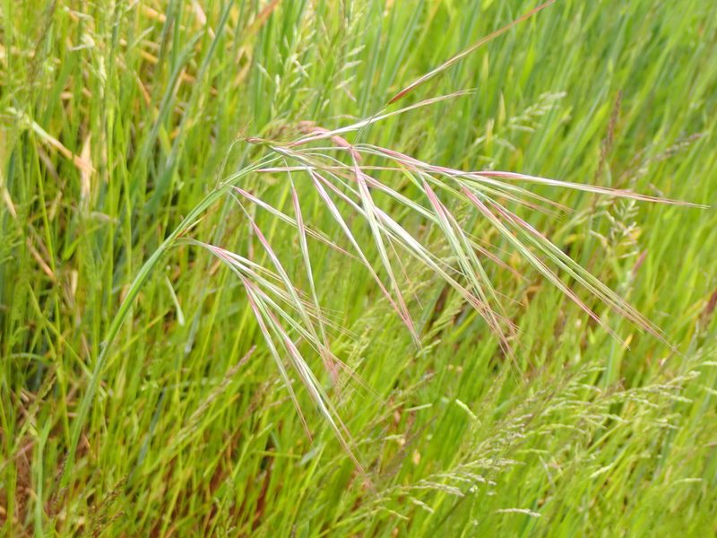 Bromus diandrus, photographed by John Lyden