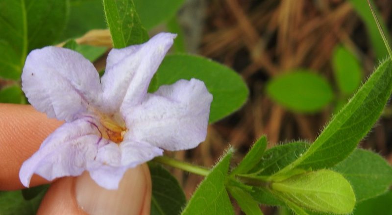 Ruellia humilis, photographed by saltyhiker