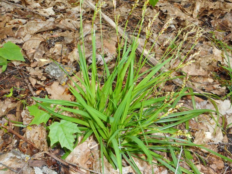 Carex digitata, photographed by Eugene Popov
