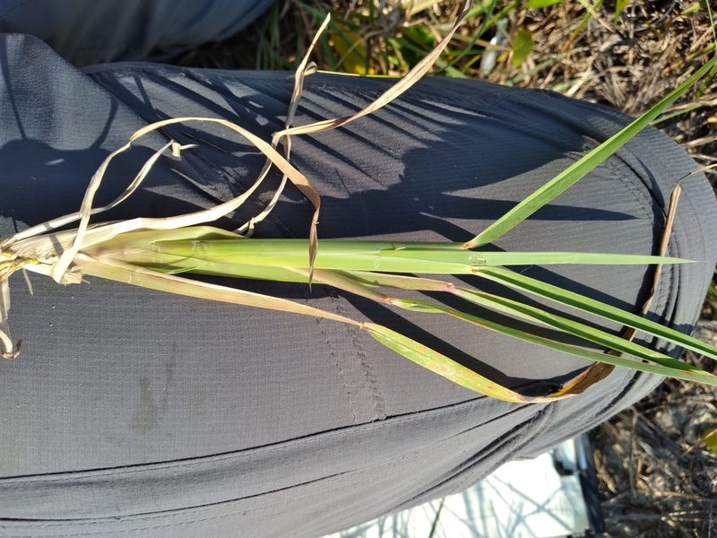 Schizachyrium littorale, photographed by Scott Ward