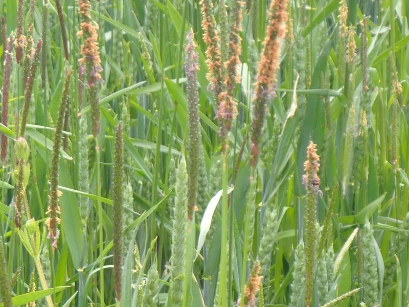 Alopecurus myosuroides, photographed by John Lyden