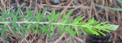 Lespedeza cuneata, photographed by saltyhiker