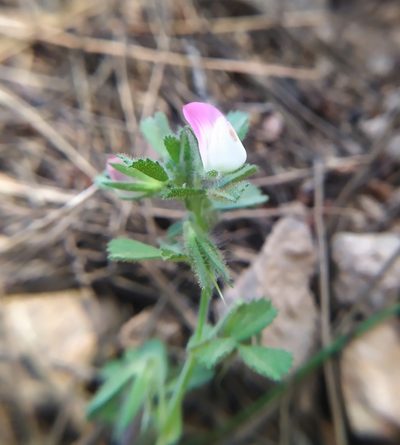 Ononis reclinata, photographed by carnifex